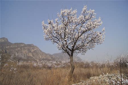 杏树风水|杏树的魅力与风水禁忌